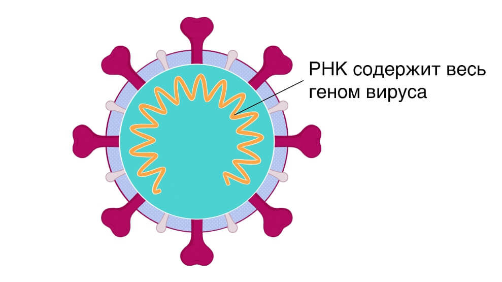 Где найти рабочую ссылку на кракен